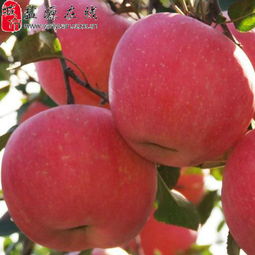 鹽源縣新農(nóng)通果蔬種植專業(yè)合作社 匠心耕耘，孕育高原水果新篇章